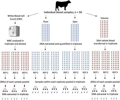 Evaluating Accuracy of DNA Pool Construction Based on White Blood Cell Counts